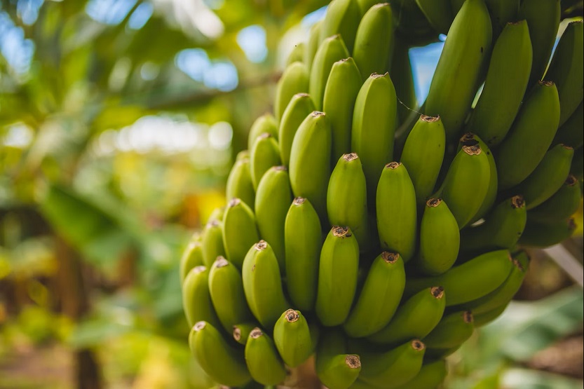 Lee más sobre el artículo El banano. Propiedades. Diferencias con el plátano
