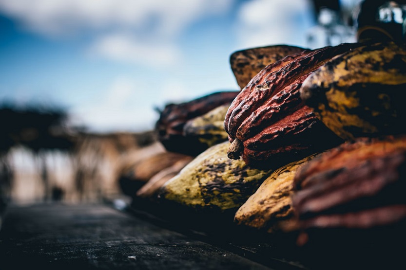 En este momento estás viendo El Cacao. Propiedades y beneficios